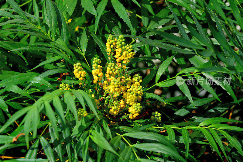 红花/小檗/俄勒冈葡萄-冬青的花和果